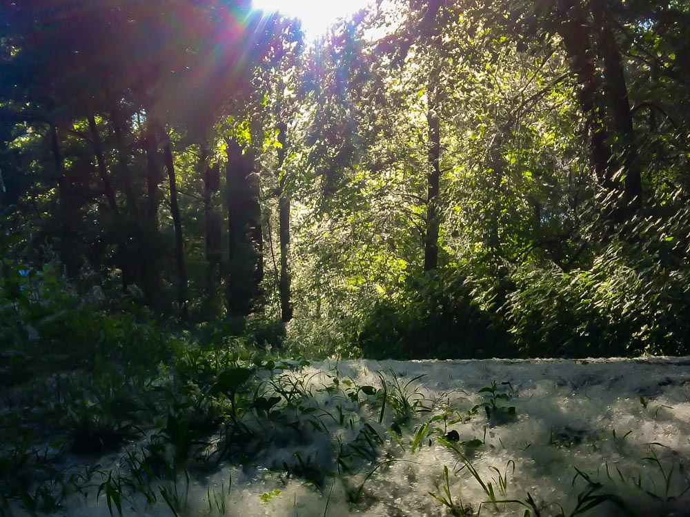 mitten im wald mit gegenlicht